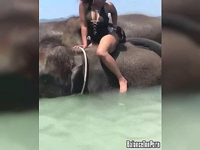 Un éléphant se rappelle à quoi sert réellement sa trompe